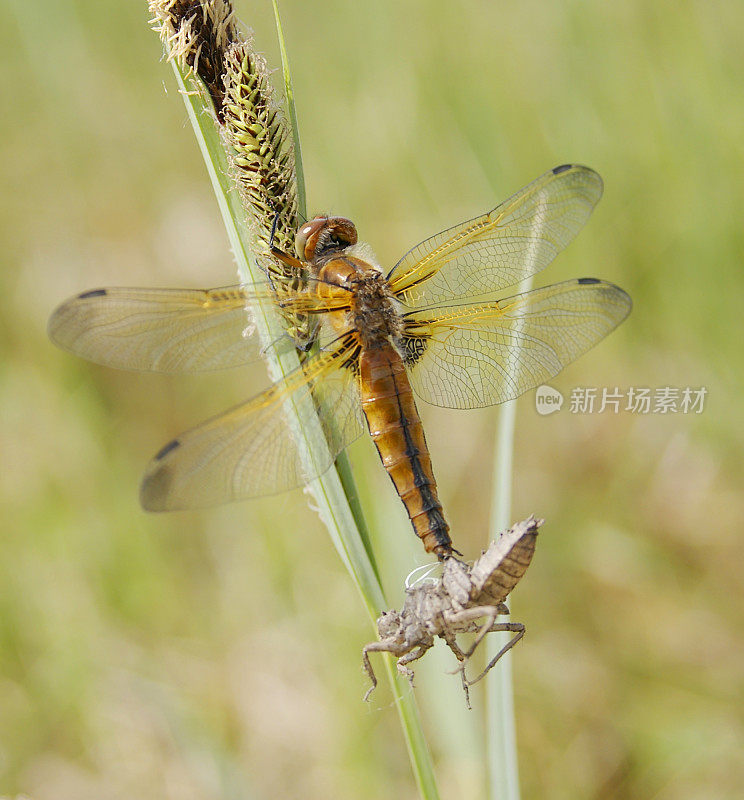 蓝追逐蜻蜓(Libellula fulva)雌性，幼虫皮肤